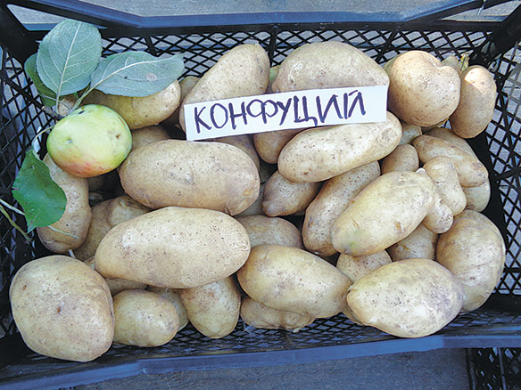 Обзор новых сортов картофеля