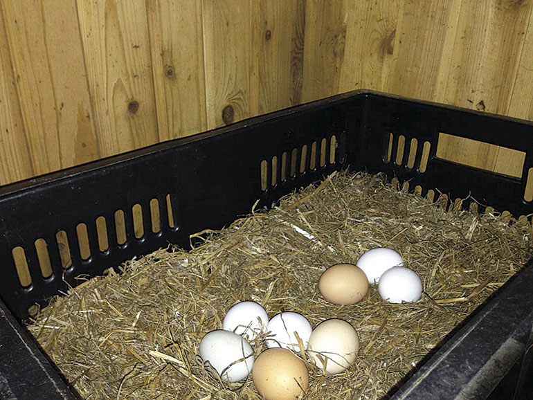 Заметить нестись. Яйца в курятнике. Гнезда для курей. Куриные гнёзда для несушек с яичками. Несушка с яйцами.