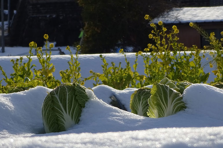овощи зимой на грядке