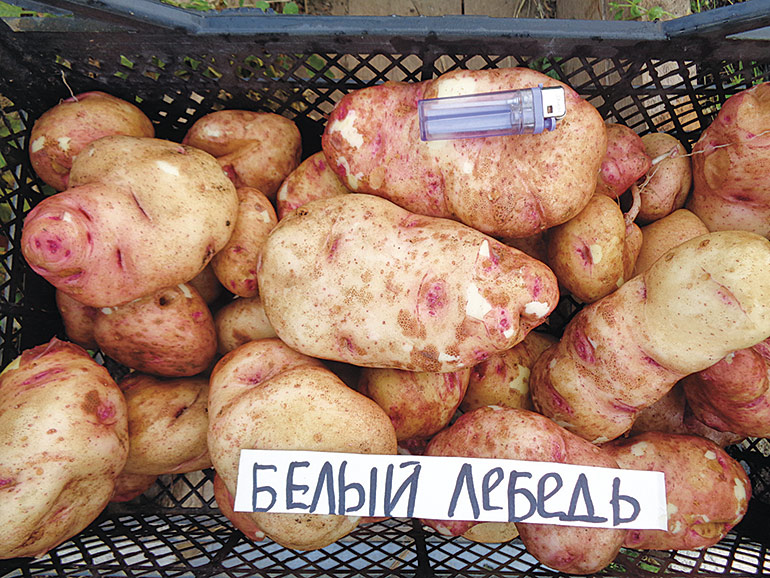 Обзор новых сортов картофеля
