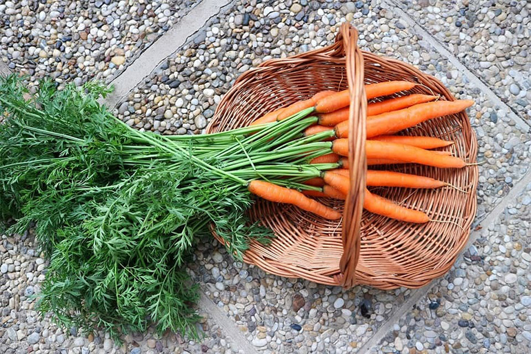 Морковная ботва — лечебные свойства и противопоказания